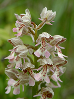 Orchis adenocheila