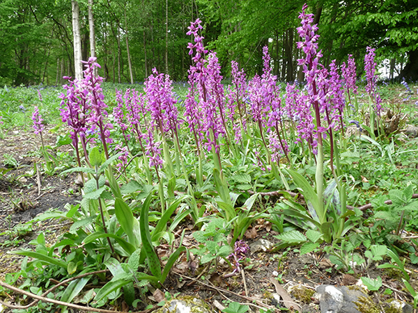 Orchis mascula