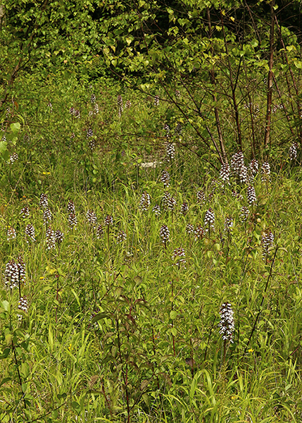 Orchis purpurea 