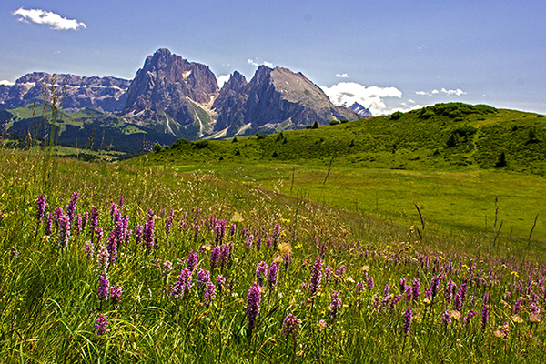 Gymnadenia conopsea