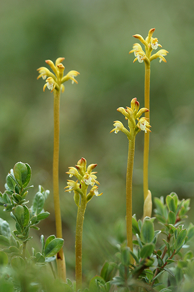 Corallorhiza trifida