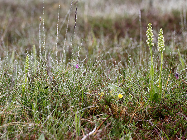 Pseudorchis albida 