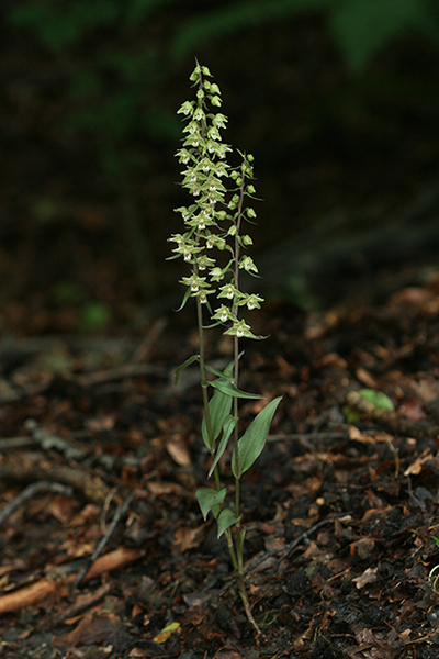 Epipactis purpurata