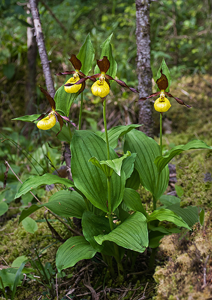 Cypripedium calceolus 