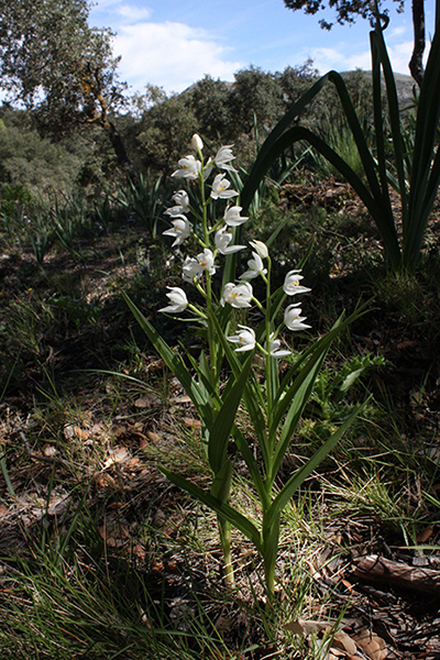 Cephalanthera longifolia