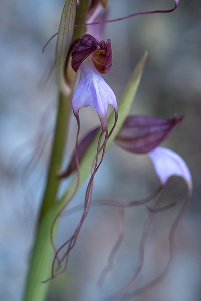 Himantoglossum comperianum