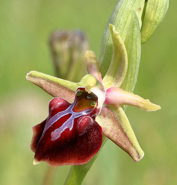 Ophrys morio