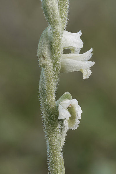 Spiranthes spiralis 