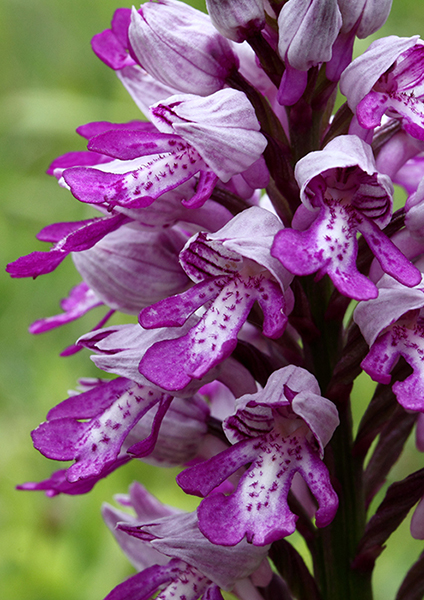 Orchis militaris