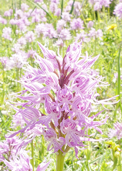 Orchis italica