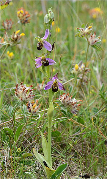 Ophrys apifera