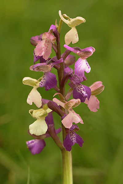 Anacamptis morio