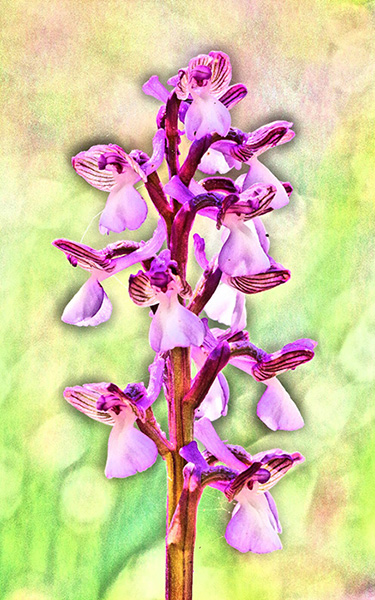 Anacamptis syriaca