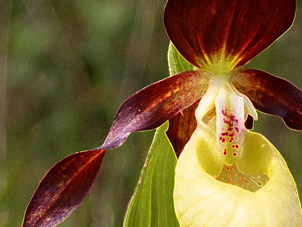 Cypripedium calceolus