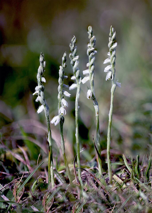 Spiranthes spiralis