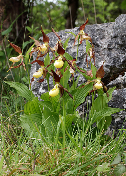 Cypripedium calceolus