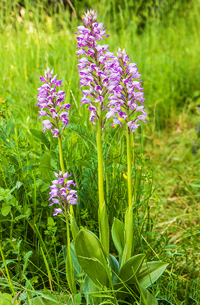 Orchis militaris