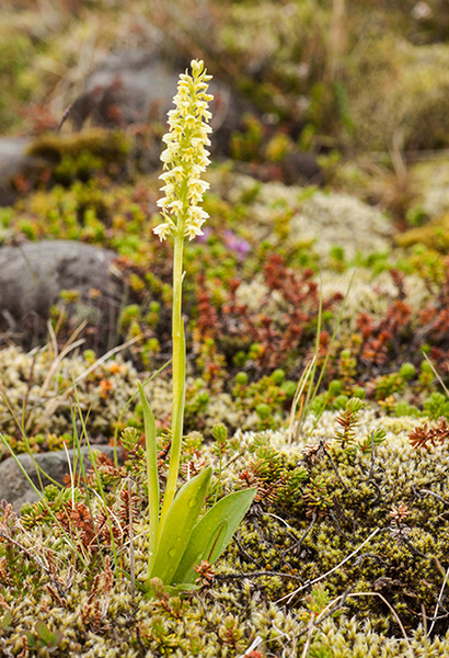 Pseudorchis albida