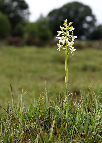 Plantanthera bifolia