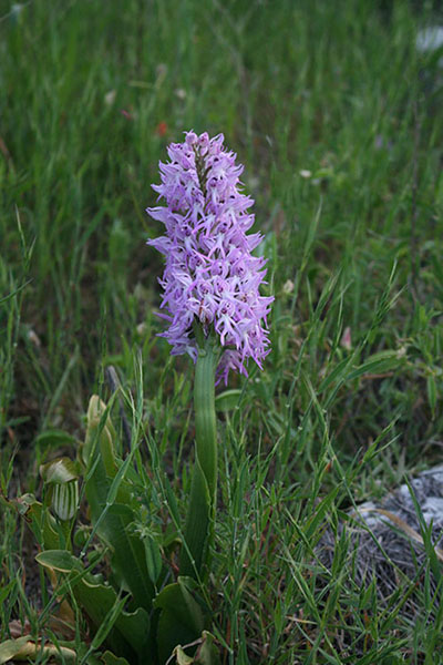 Orchis italica