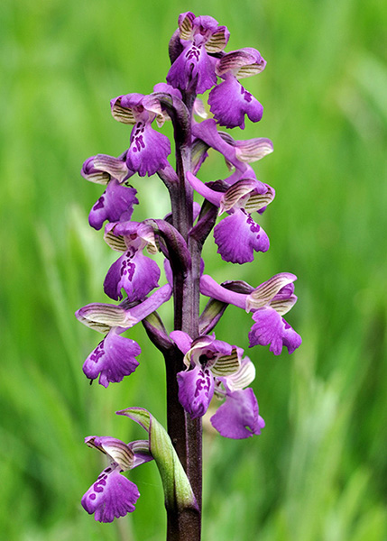 Anacamptis morio