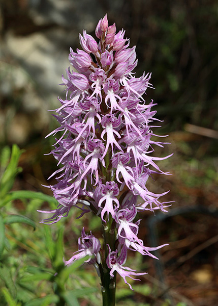 Orchis italica