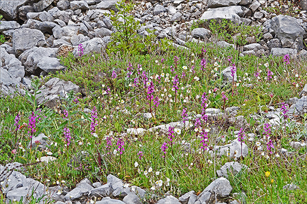 Orchis quadripunctata