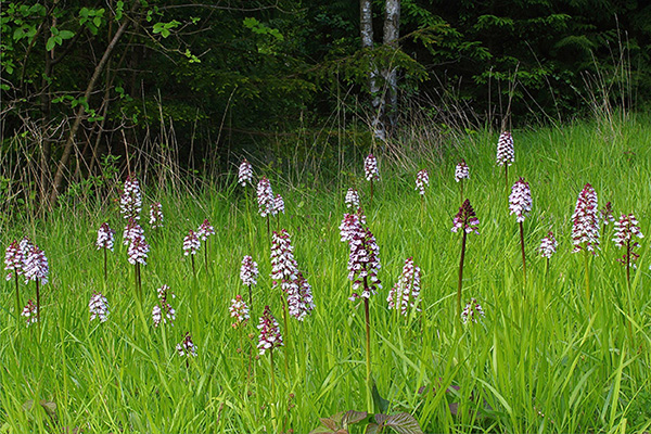 Orchis purpurea