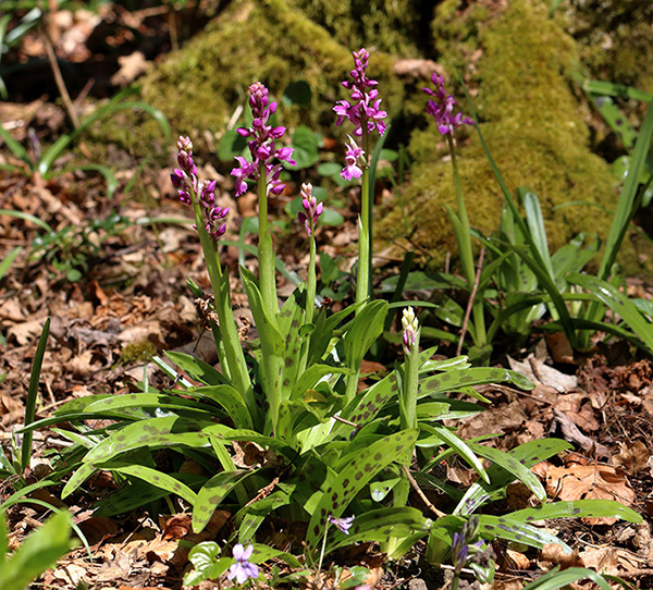 Orchis mascula