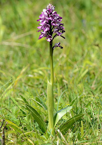 Orchis militaris