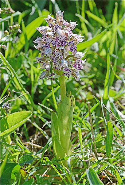 Neotinia lactea