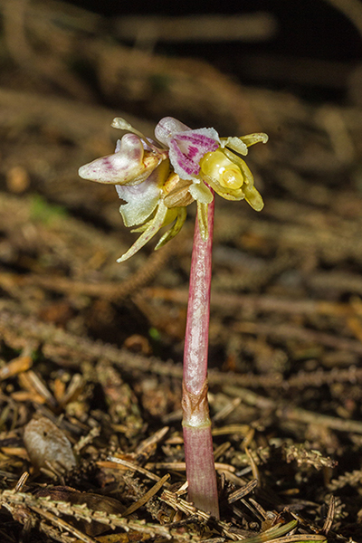 Epipogium aphyllum