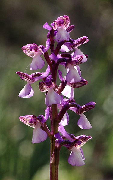 Anacamptis syriaca 