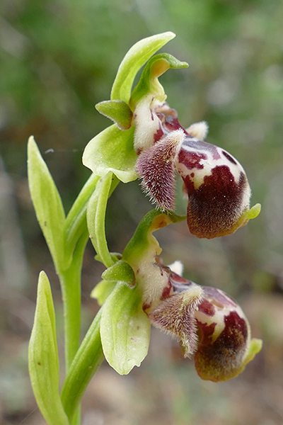 Ophrys umbilicata