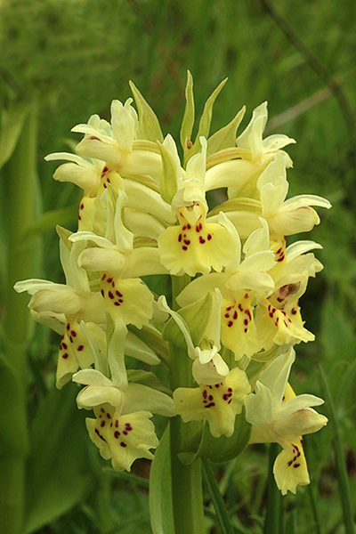 Dactylorhiza sambucina