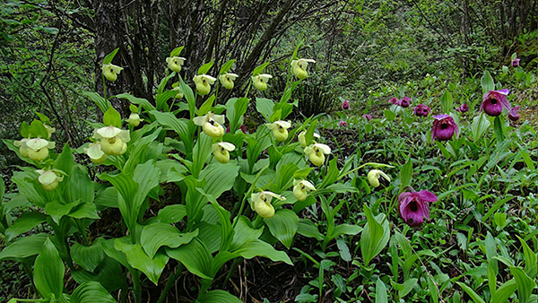 Cypripedium flavum & C. tibeticum