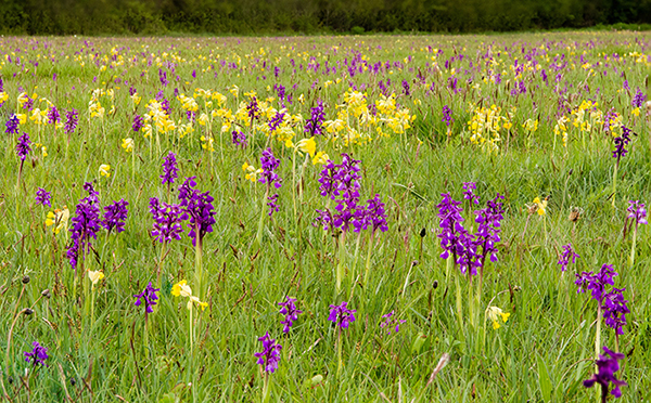 Anacamptis morio