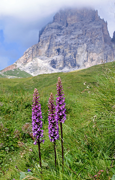 Gymnadenia conopsea