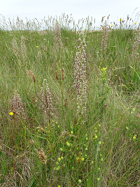 Himantoglossum hircinum