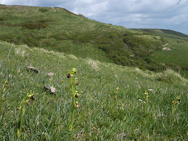 Ophrys sphegodes