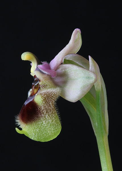 Ophrys tenthredinifera