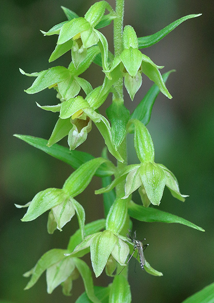 Epipactis leptochila