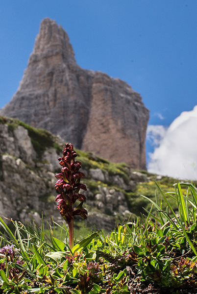 Dactylorhiza viridis