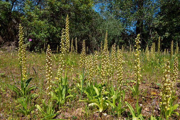 Orchis anthropophora