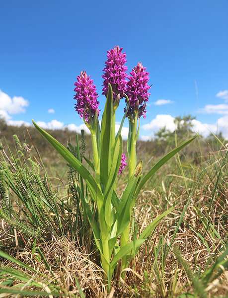 Dactylorhiza incarnata subsp. pulchella 