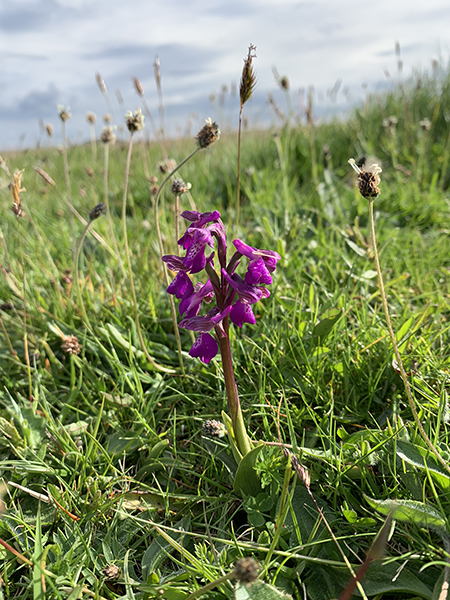 Anacamptis morio