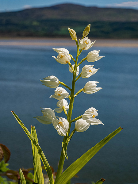 Cephalanthera longifolia