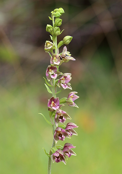 Epipactis helleborine