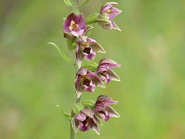 Epipactis helleborine