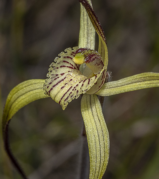 Caladenia caesarea subsp. caesarea